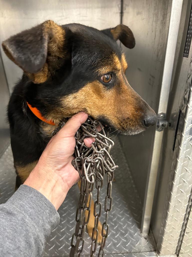 Buddy Boy, Adoptable, Adult Male Mixed Breed.