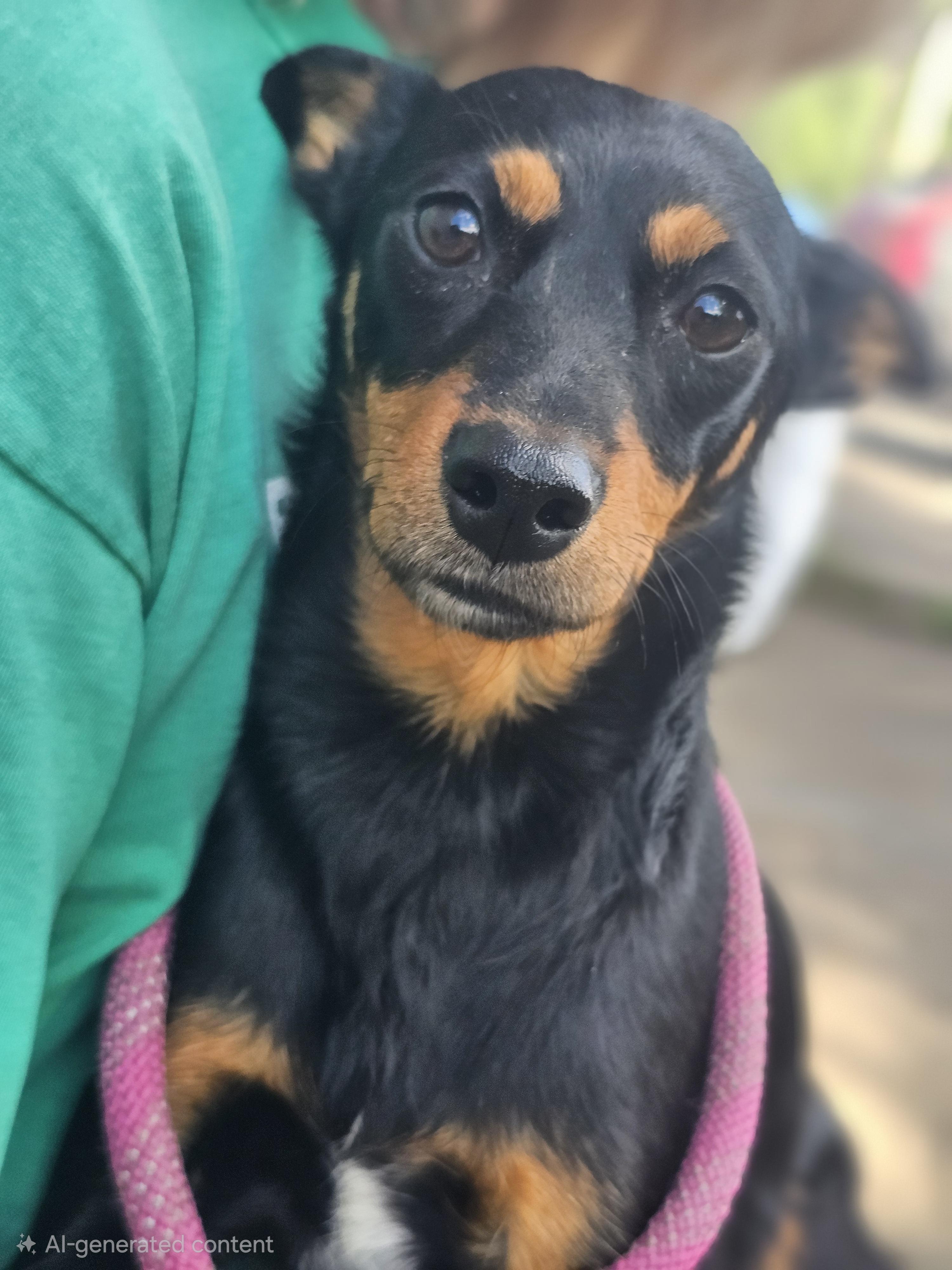 Enlarge Roxy, a Adoptable Miniature Pinscher in Ringwood, NJ image 5/5