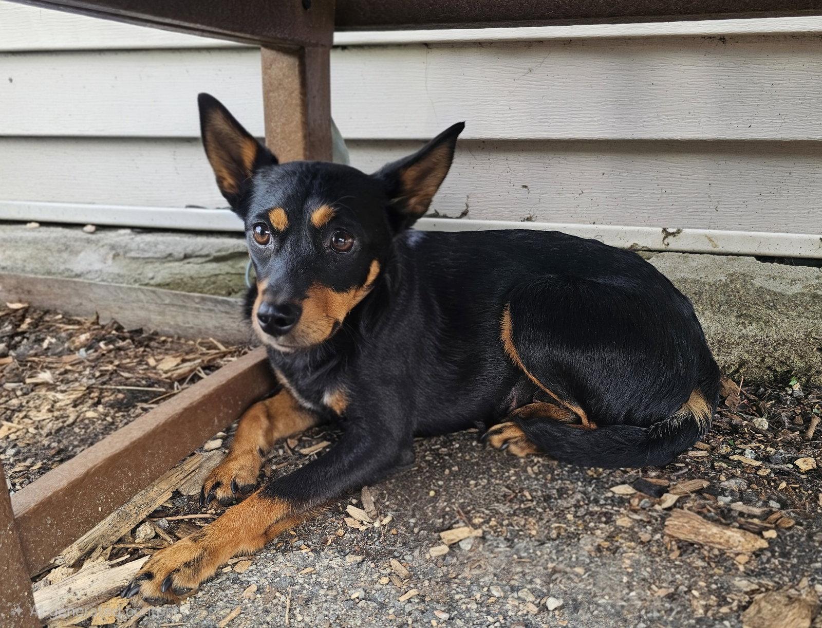 Enlarge Roxy, a Adoptable Miniature Pinscher in Ringwood, NJ image 1/3