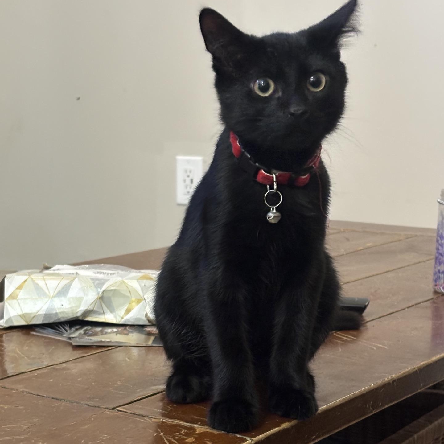 Rocky (brothers Taki & Popcorn), a Adoptable Domestic Short Hair in Cortland, NY image 2/6