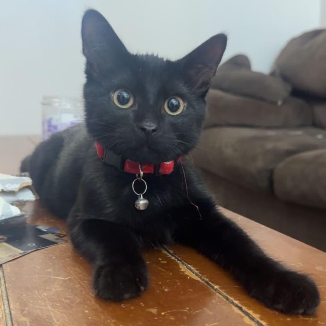 Rocky (brothers Taki & Popcorn), a Adoptable Domestic Short Hair in Cortland, NY image 4/6