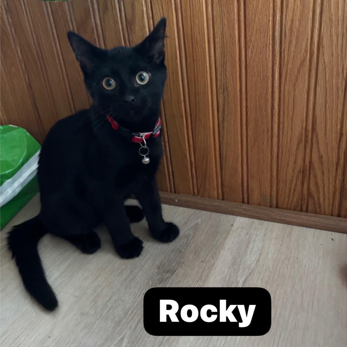 Rocky (brothers Taki & Popcorn), Adoptable, Kitten Male Domestic Short Hair.