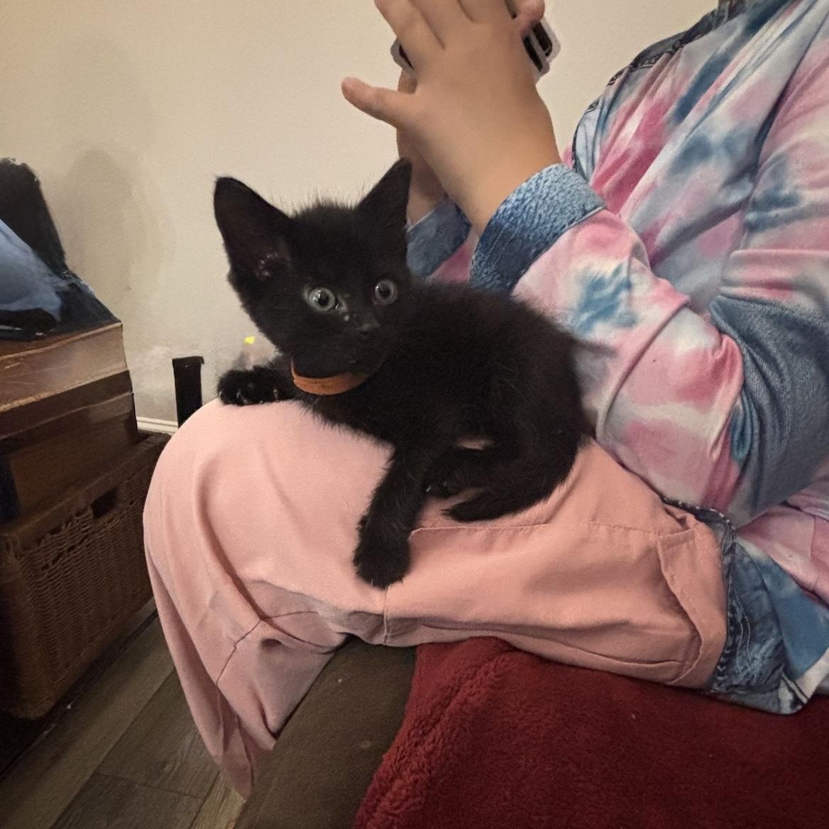 Rocky (brothers Taki & Popcorn), a Adoptable Domestic Short Hair in Cortland, NY image 5/6