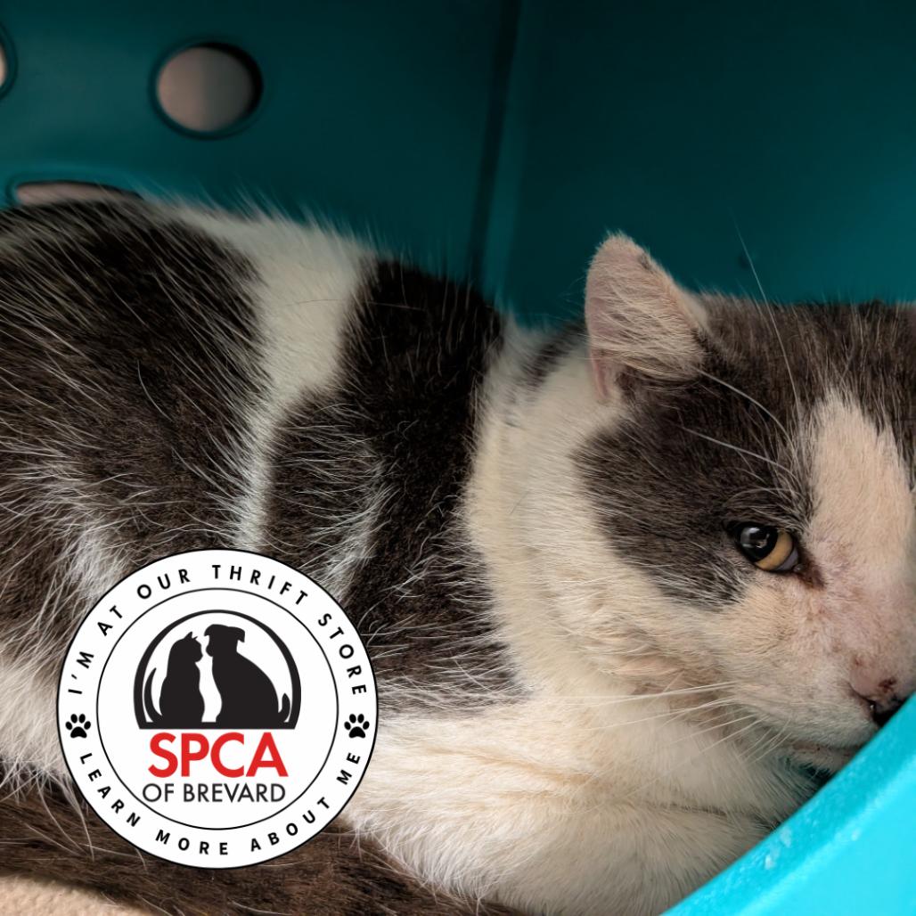 Gris, Adoptable, Adult Male Domestic Short Hair.