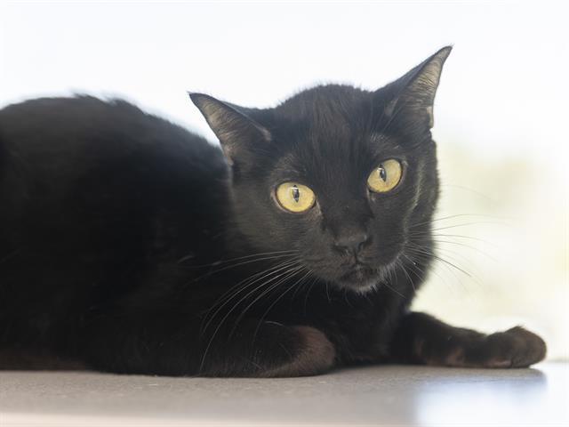 ABBI, Adoptable, Young Female Domestic Short Hair.
