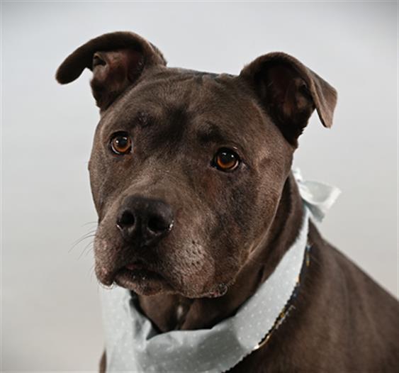 Enlarge KUBIAK, a Adoptable Pit Bull Terrier in Loveland, CO image 1/1