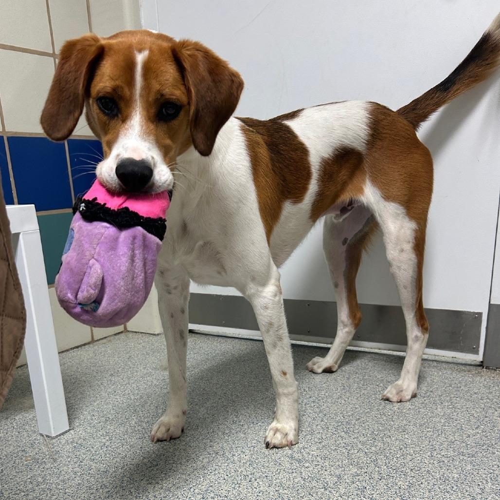 Rex, Adoptable, Adult Male Hound.