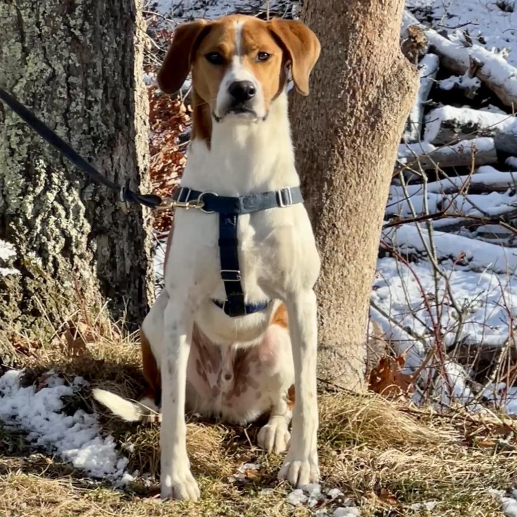Enlarge Rex, a Adoptable mixed breed in East Hampton, NY image 2/6