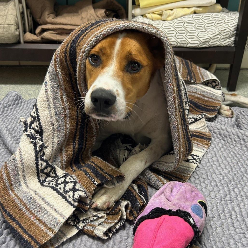 Rex, a Adoptable mixed breed in East Hampton, NY image 2/6