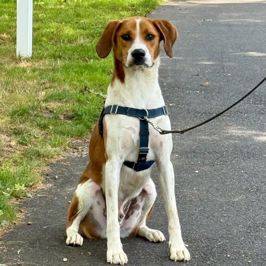 Rex, a Adoptable mixed breed in East Hampton, NY image 3/6