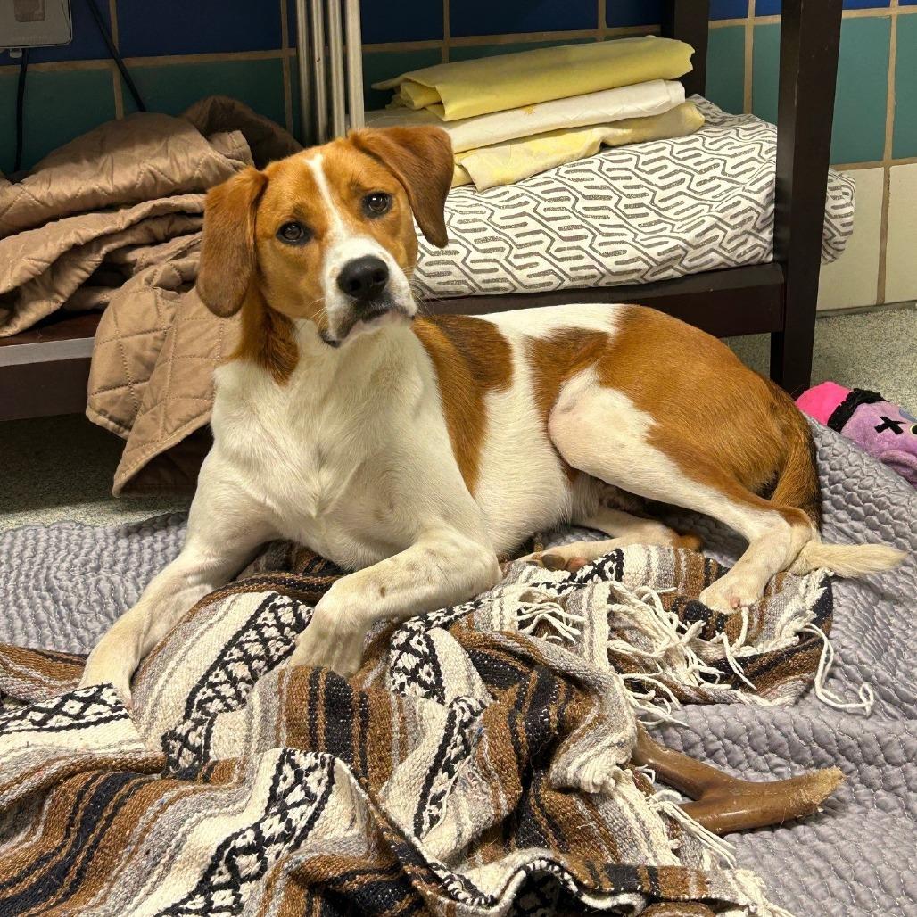 Rex, a Adoptable mixed breed in East Hampton, NY image 4/6