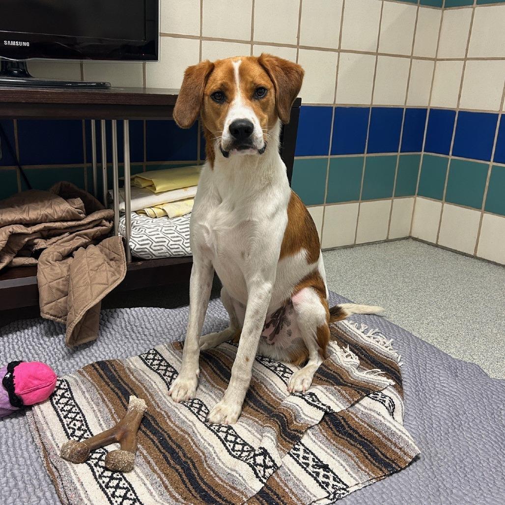 Rex, a Adoptable mixed breed in East Hampton, NY image 5/6