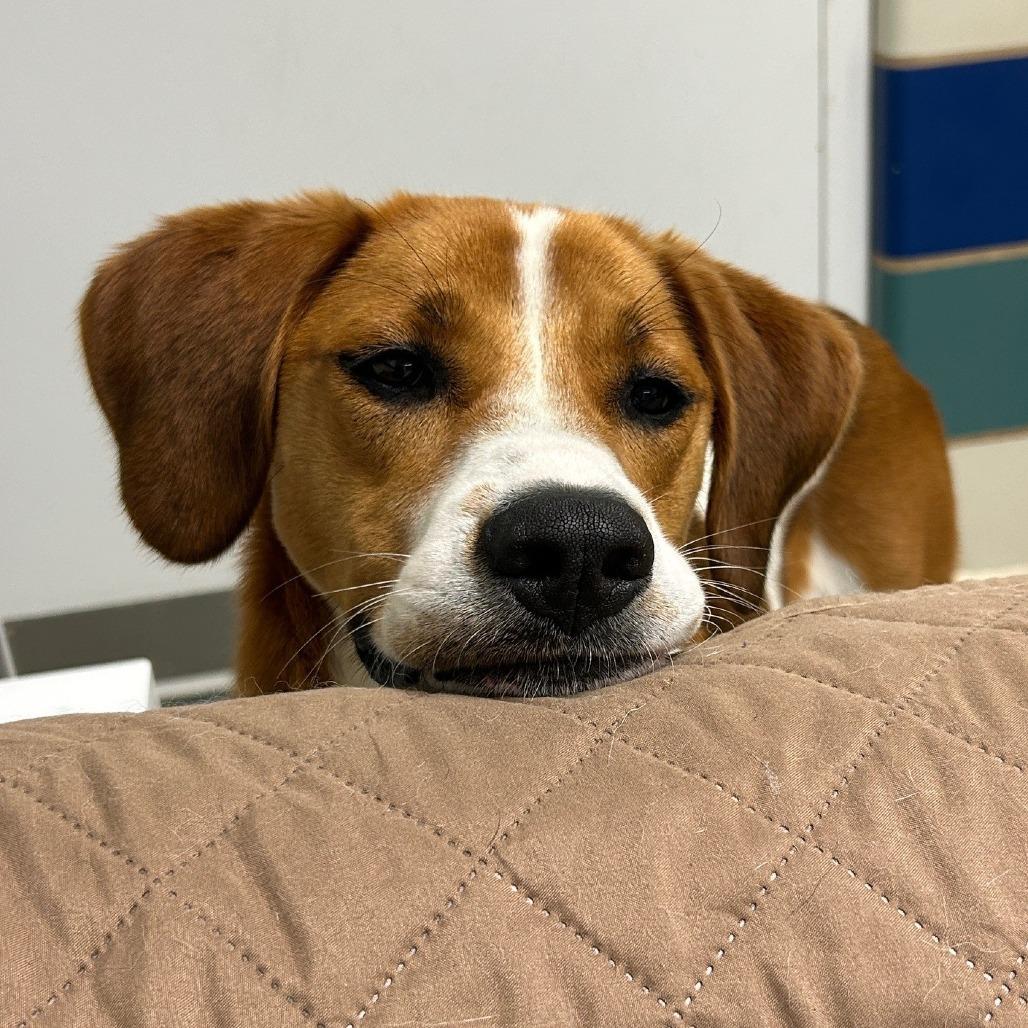 Rex, a Adoptable mixed breed in East Hampton, NY image 6/6