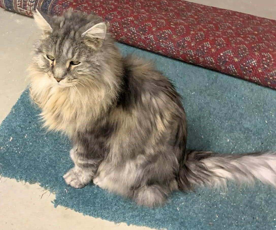 Enlarge Casco (bonded with Camden), an adopted Maine Coon in Ipswich, MA image 6/6