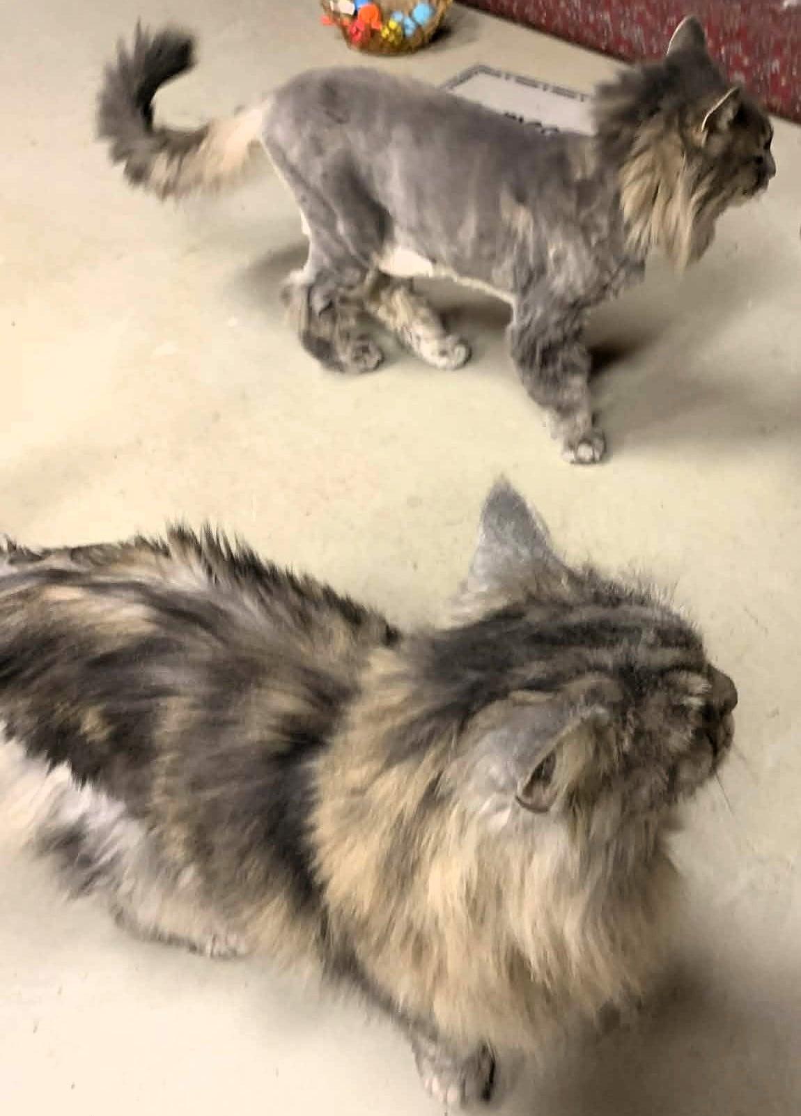 Enlarge Casco (bonded with Camden), an adopted Maine Coon in Ipswich, MA image 5/6
