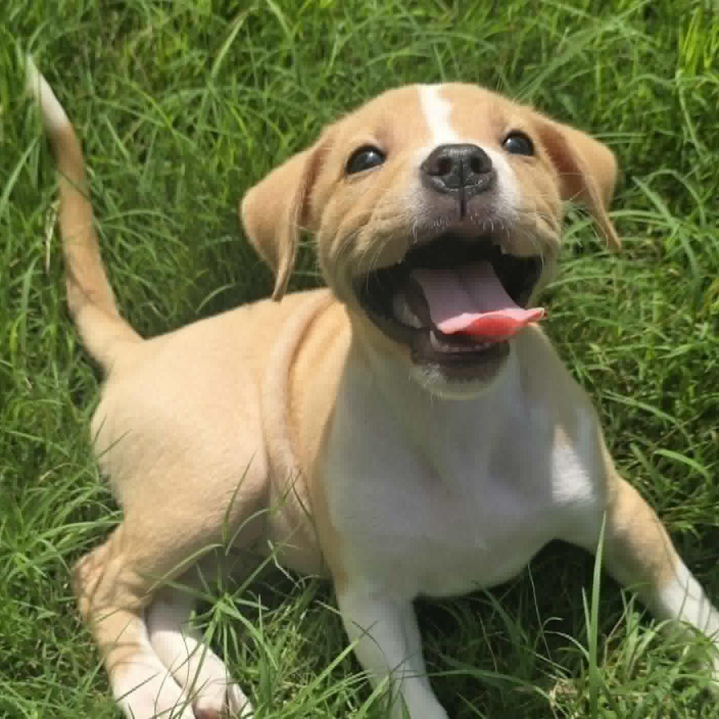 Enlarge Java, a ADOPTABLE mixed breed in Bryan, TX image 4/4