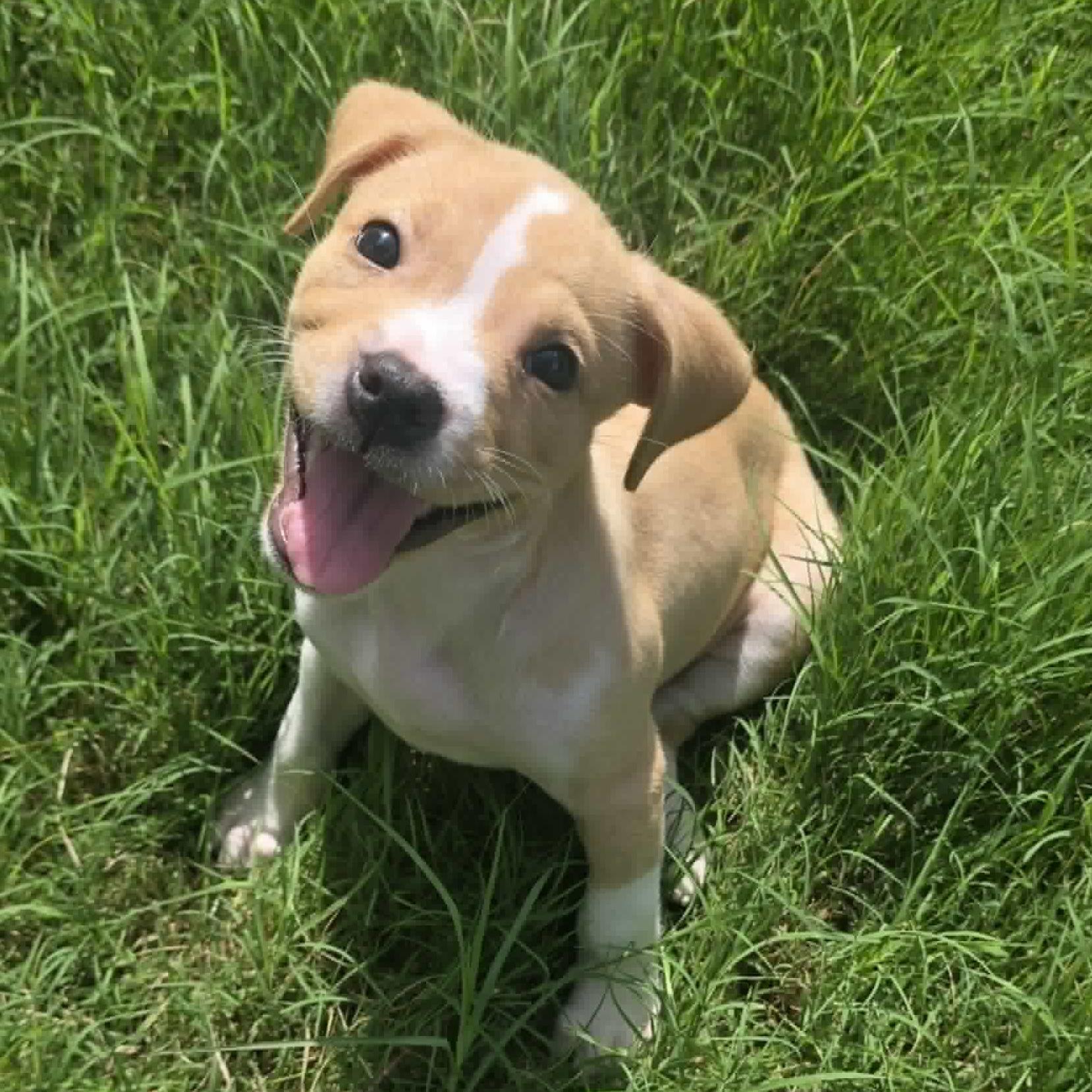 Enlarge Java, a ADOPTABLE mixed breed in Bryan, TX image 2/4