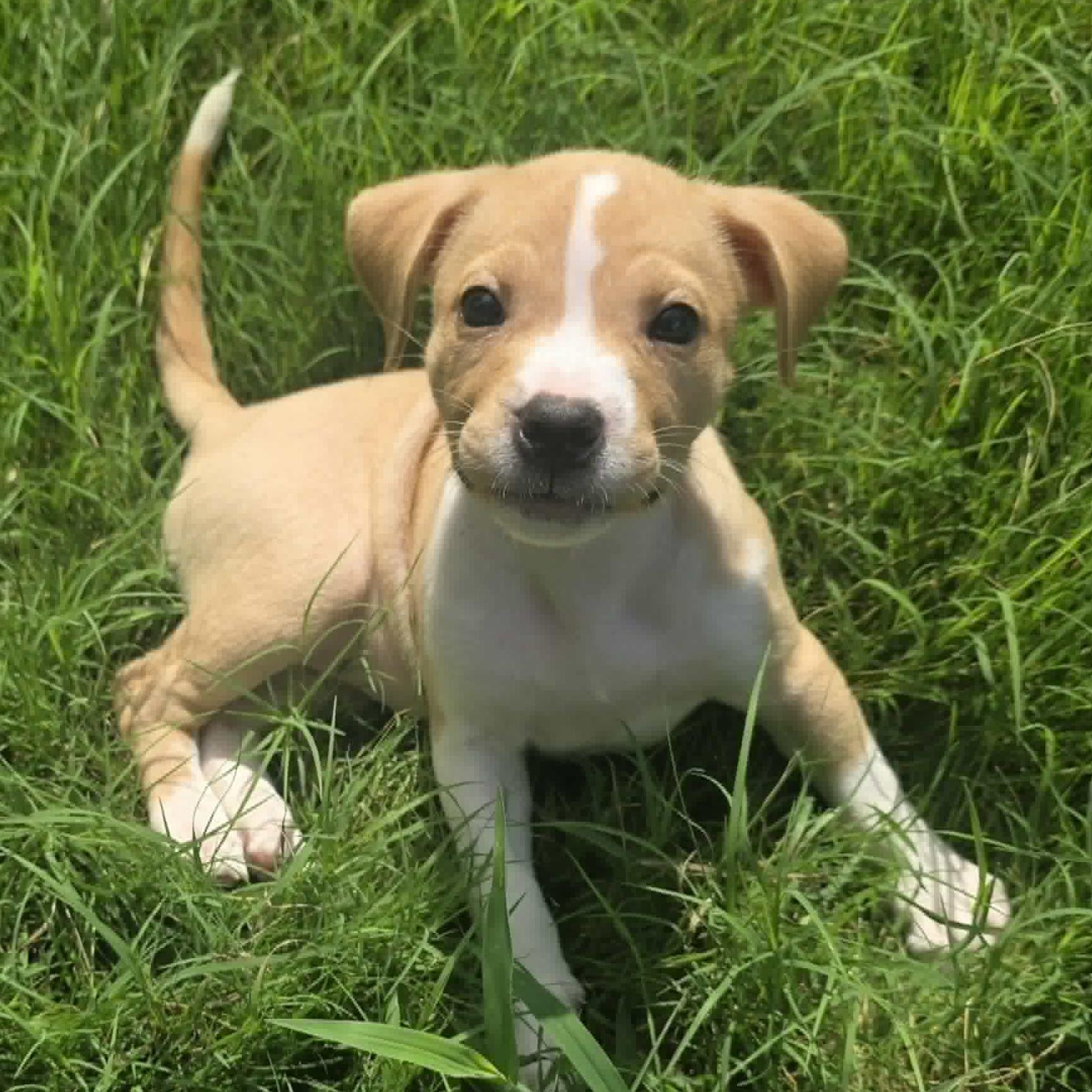 Enlarge Java, a ADOPTABLE mixed breed in Bryan, TX image 3/4