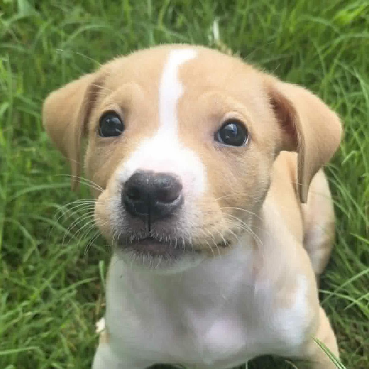 Java, ADOPTABLE, Puppy Female Pit Bull Terrier & American Staffordshire Terrier.