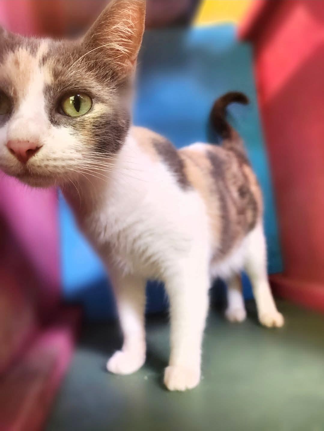 Enlarge Peaches, a Adoptable Calico in Silver Springs, FL image 1/1