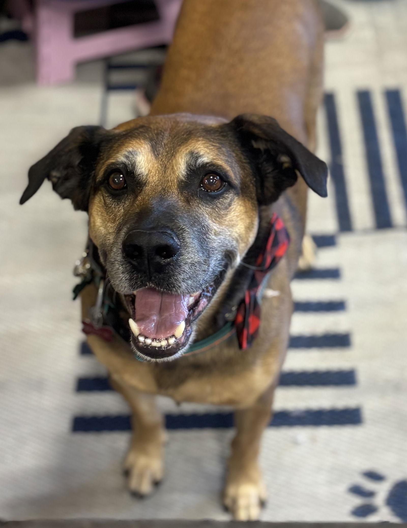 Enlarge Loki, a Adoptable mixed breed in Glendale, AZ image 2/3