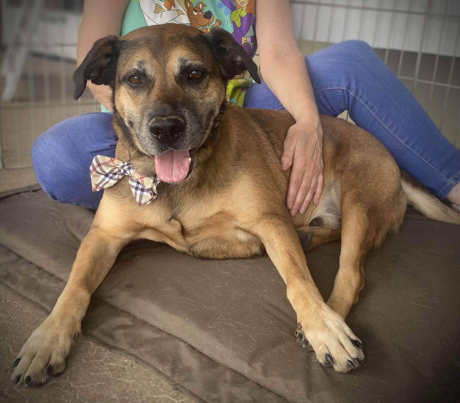 Enlarge Loki, a Adoptable mixed breed in Glendale, AZ image 3/3