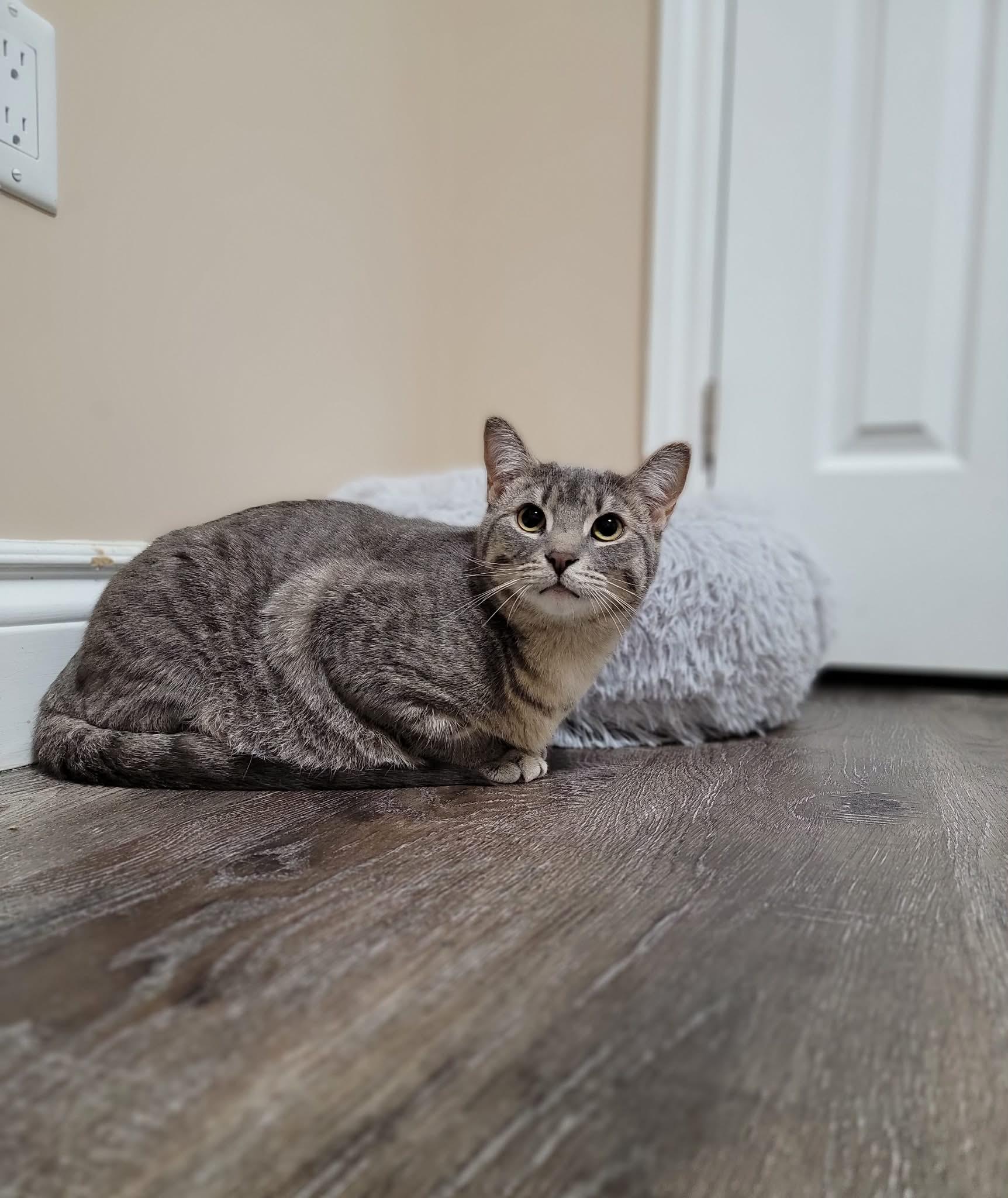 OCEAN, ADOPTABLE, Young Male Domestic Short Hair.