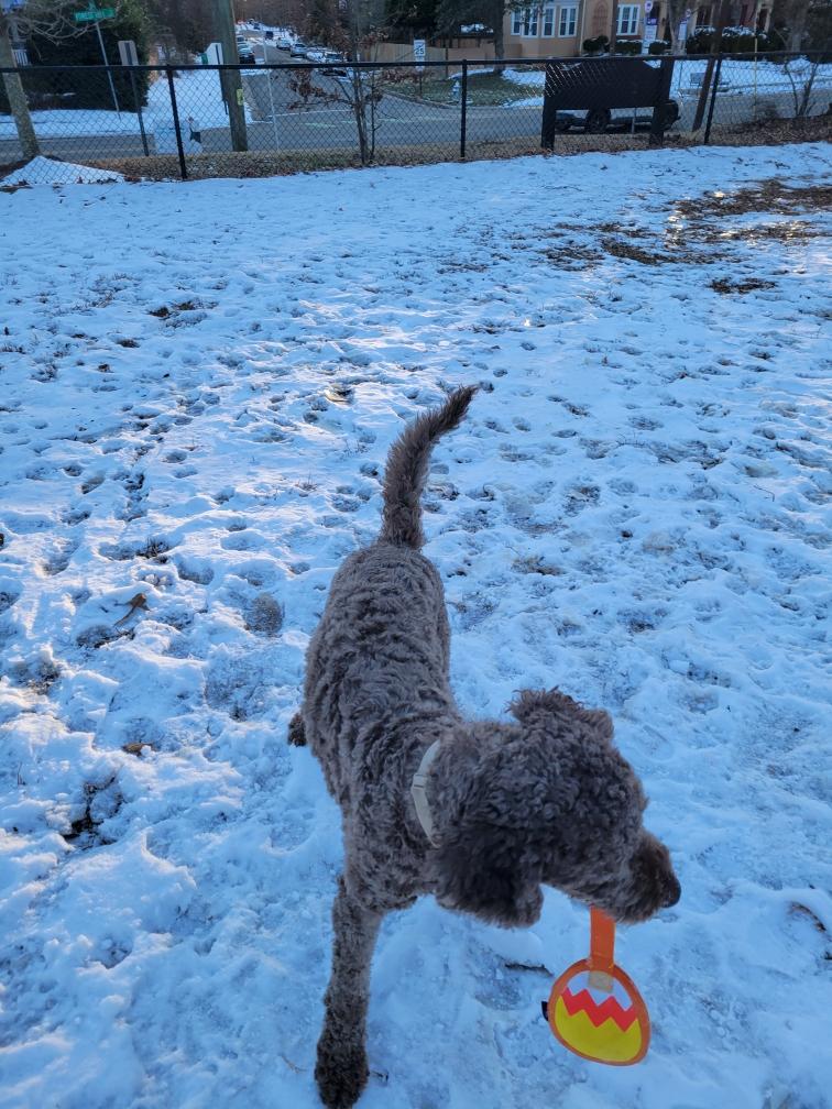 Enlarge Rufus, a Adoptable mixed breed in Richmond, VA image 3/6