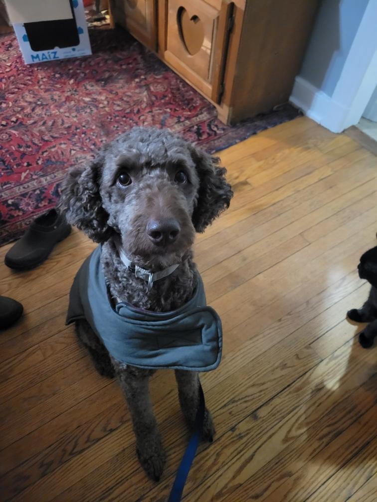 Enlarge Rufus, a Adoptable mixed breed in Richmond, VA image 6/6