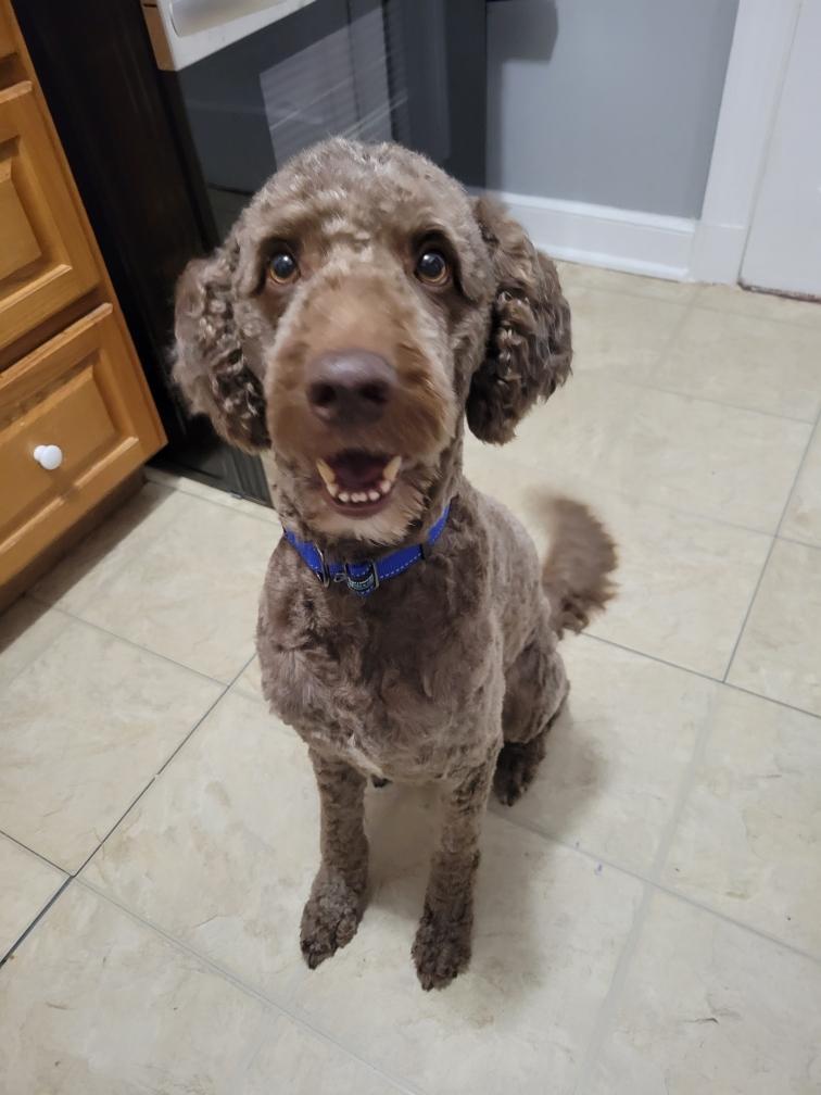 Rufus, Adoptable, Adult Male Australian Shepherd & Poodle.