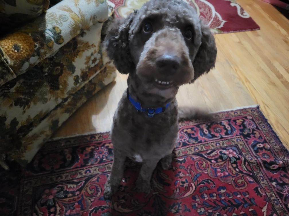 Enlarge Rufus, a Adoptable mixed breed in Richmond, VA image 2/6