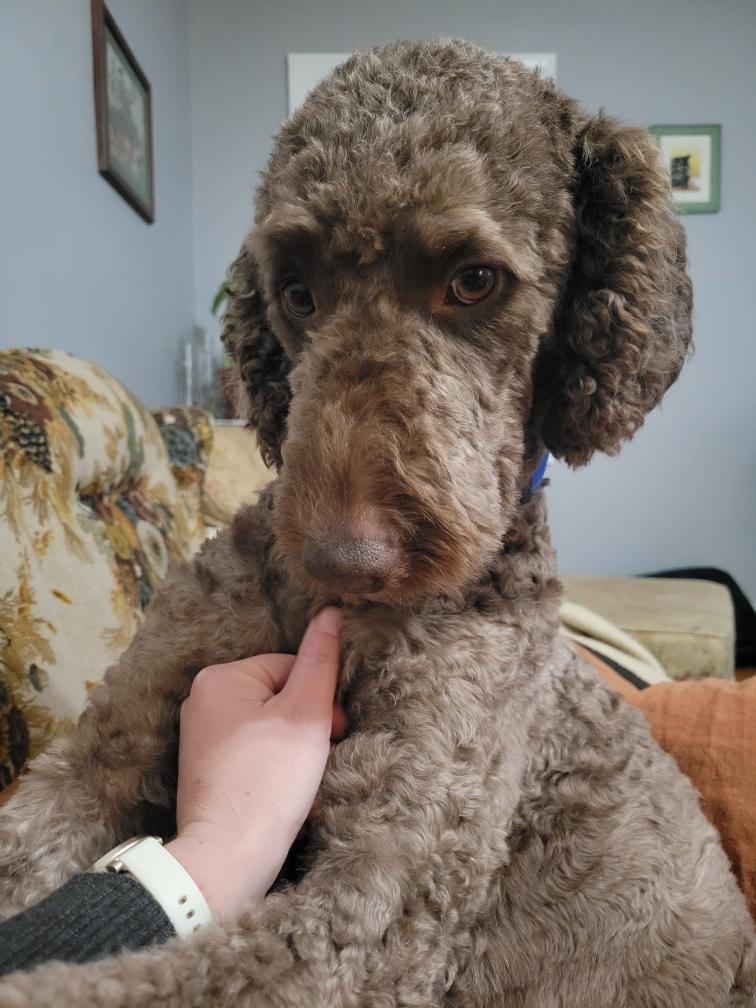 Enlarge Rufus, a Adoptable mixed breed in Richmond, VA image 4/6