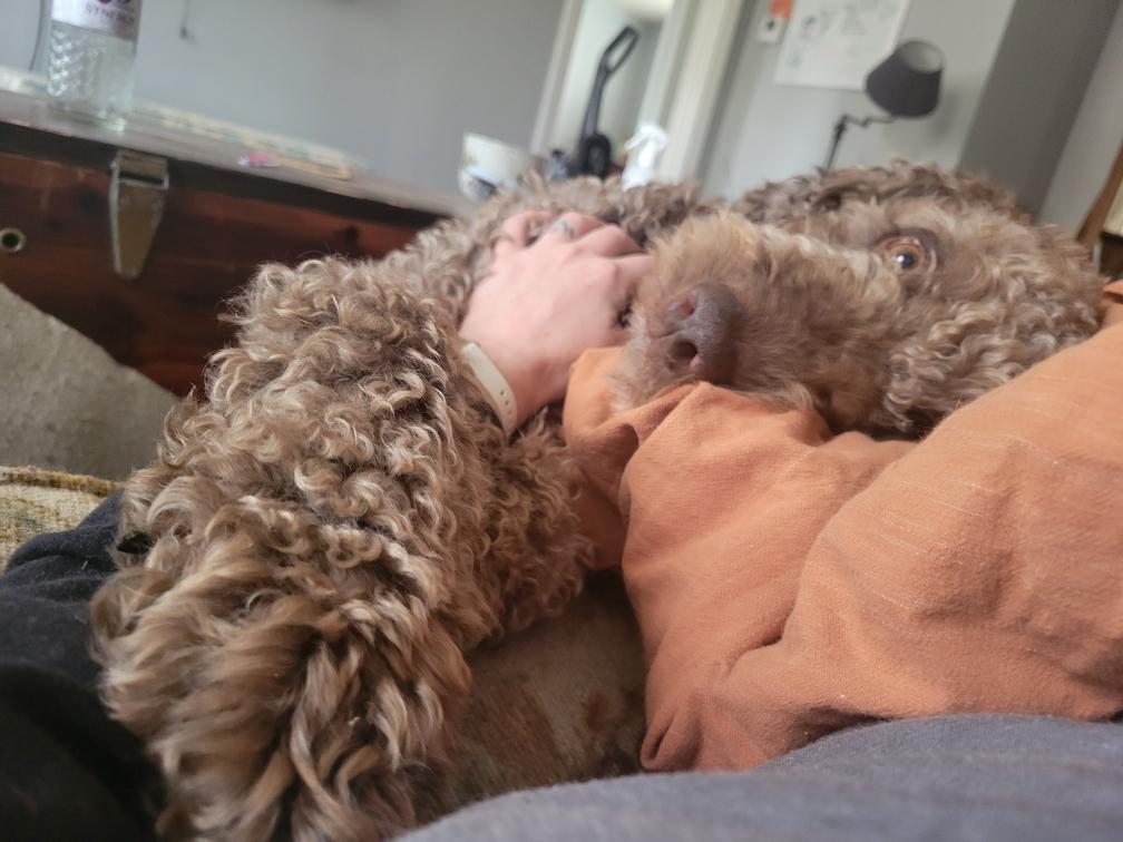 Enlarge Rufus, a Adoptable mixed breed in Richmond, VA image 5/6