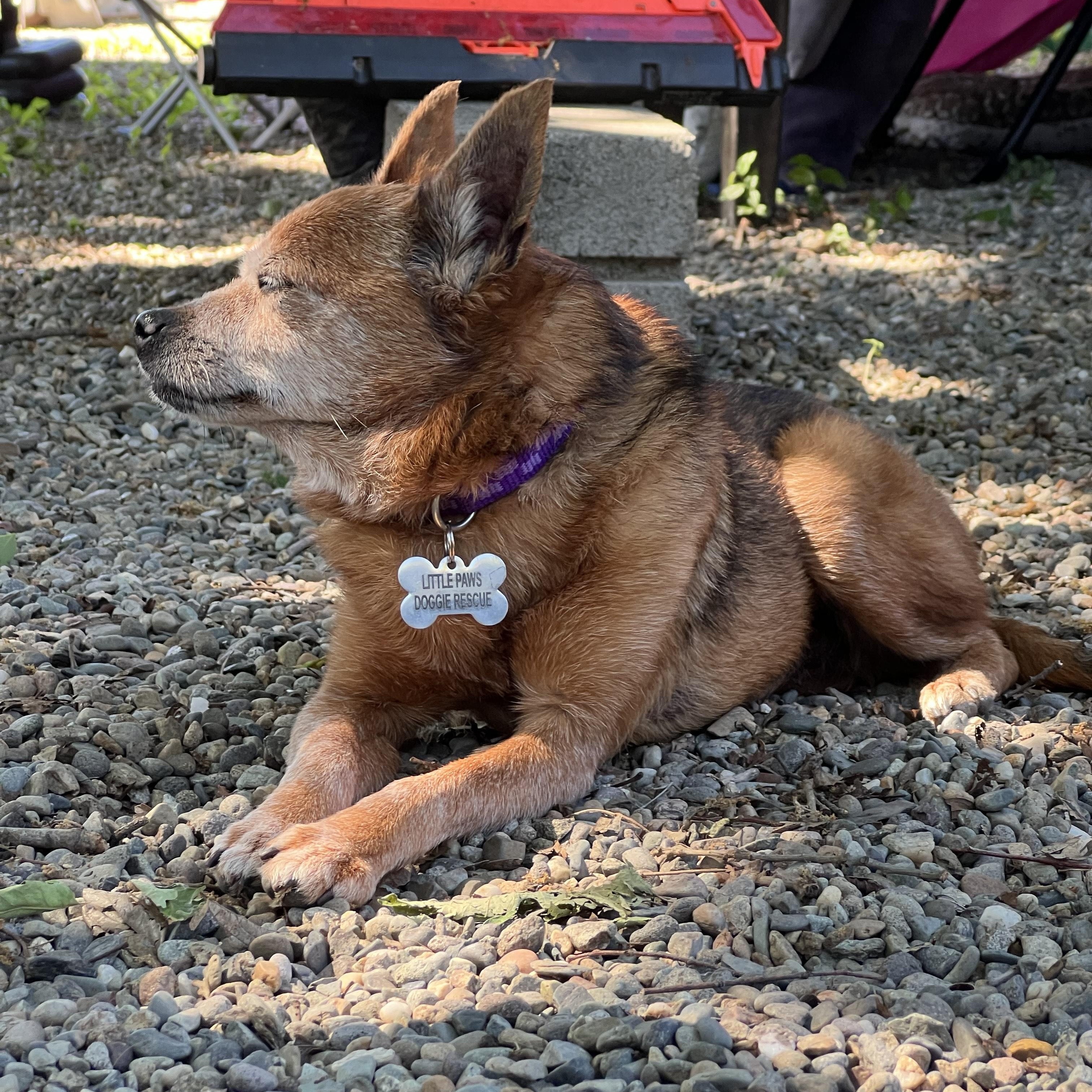 Enlarge Dexter, a Adoptable mixed breed in Sacramento, CA image 3/6