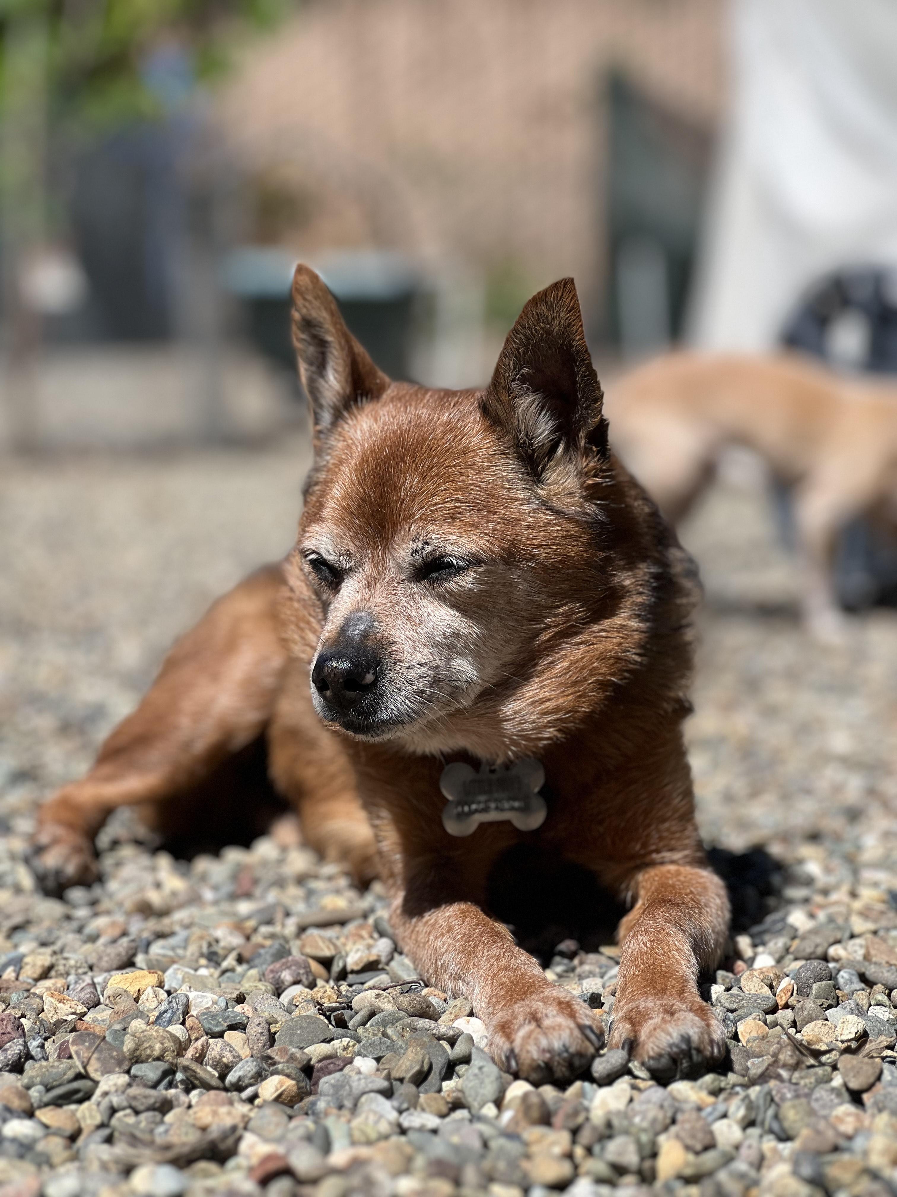 Enlarge Dexter, a Adoptable mixed breed in Sacramento, CA image 4/6