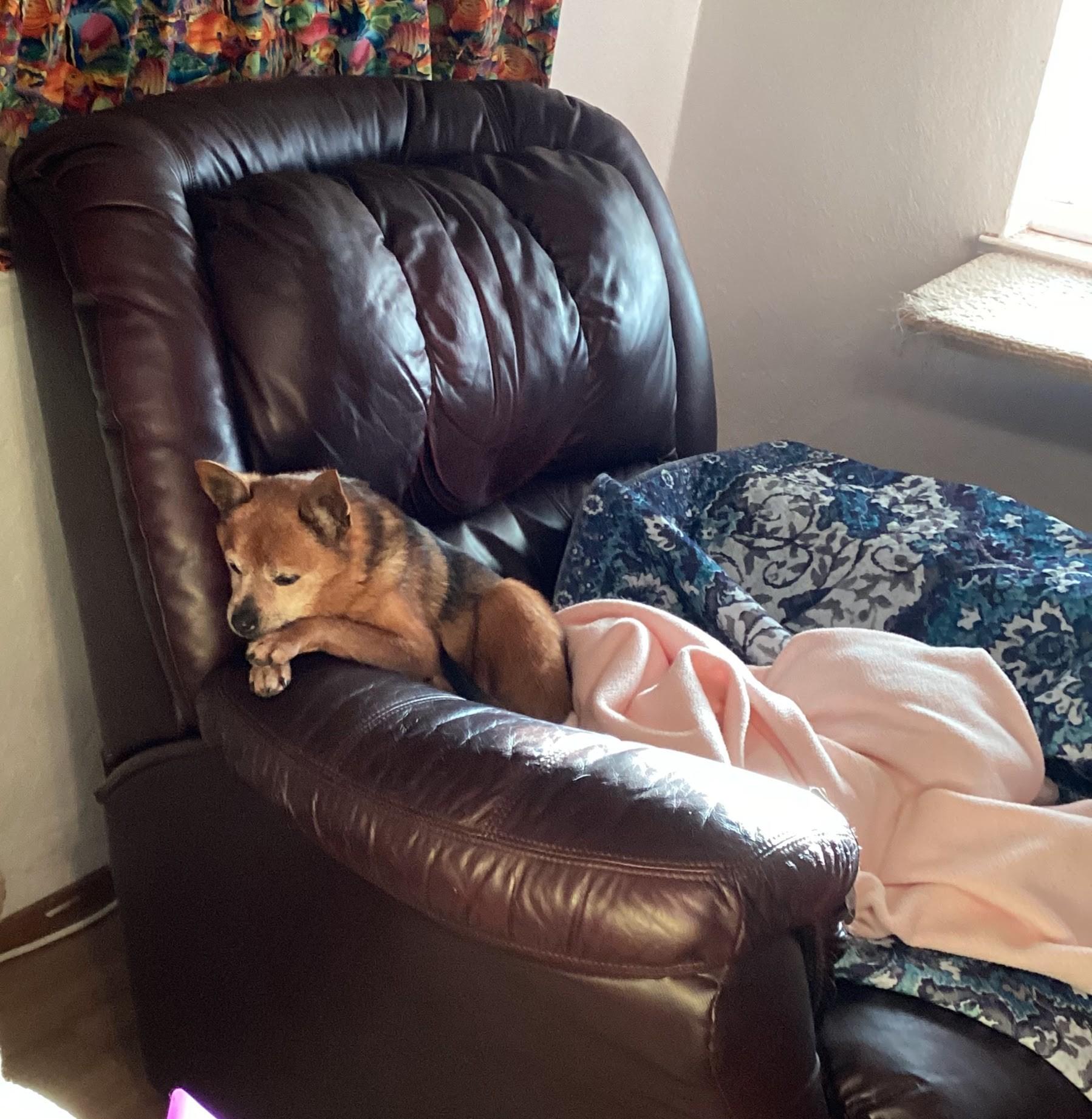 Enlarge Dexter, a Adoptable mixed breed in Sacramento, CA image 6/6