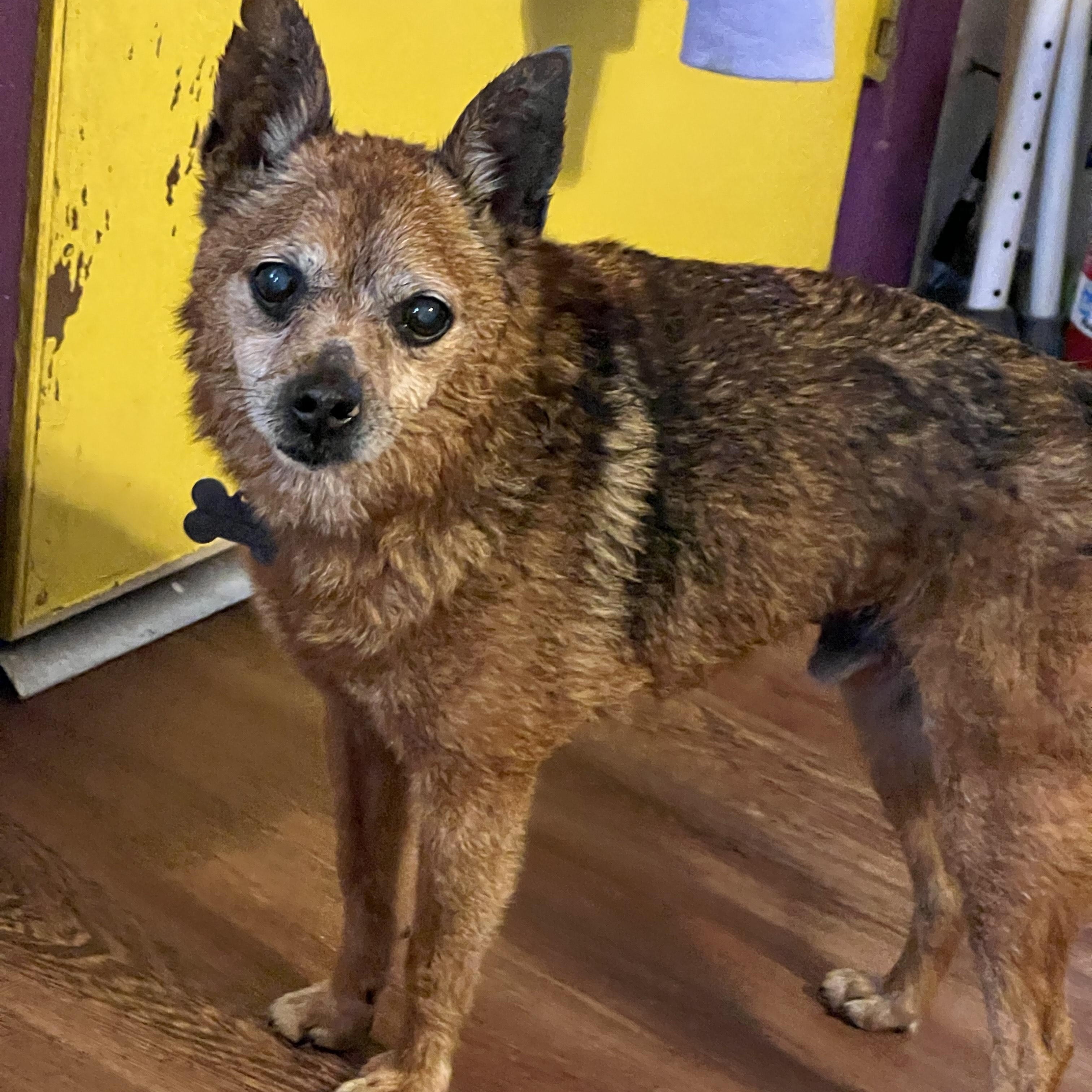 Enlarge Dexter, a Adoptable mixed breed in Sacramento, CA image 2/6