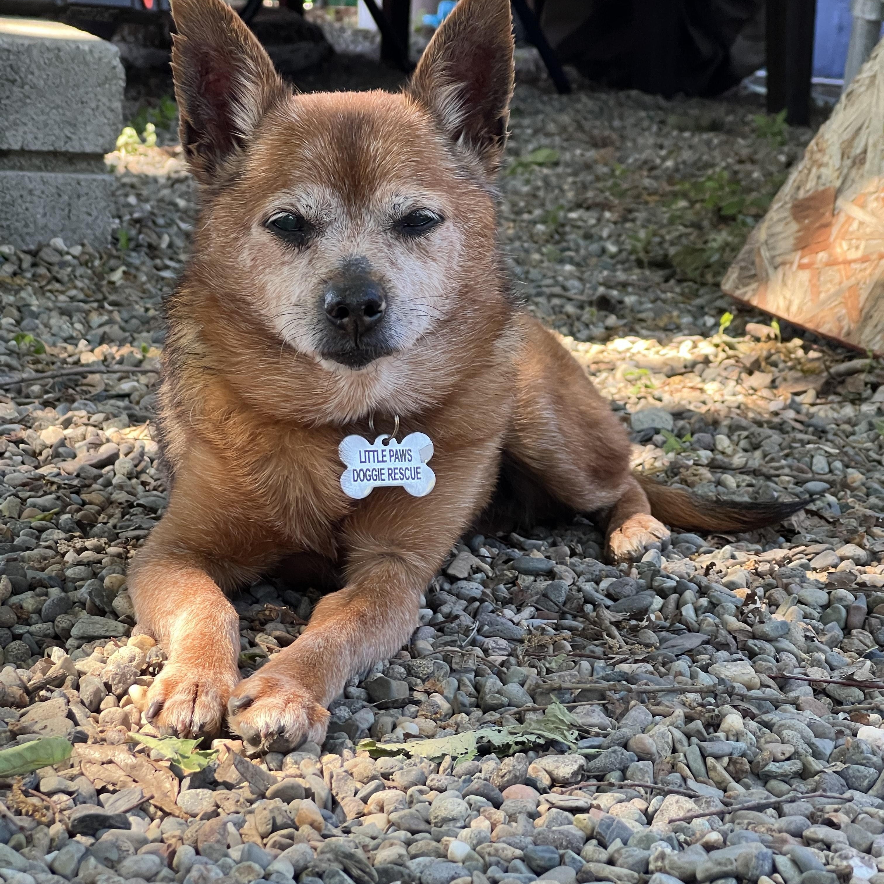 Enlarge Dexter, a Adoptable mixed breed in Sacramento, CA image 1/6