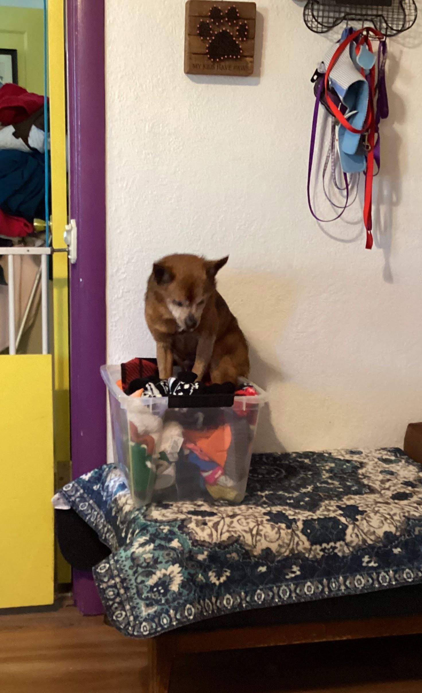 Enlarge Dexter, a Adoptable mixed breed in Sacramento, CA image 5/6