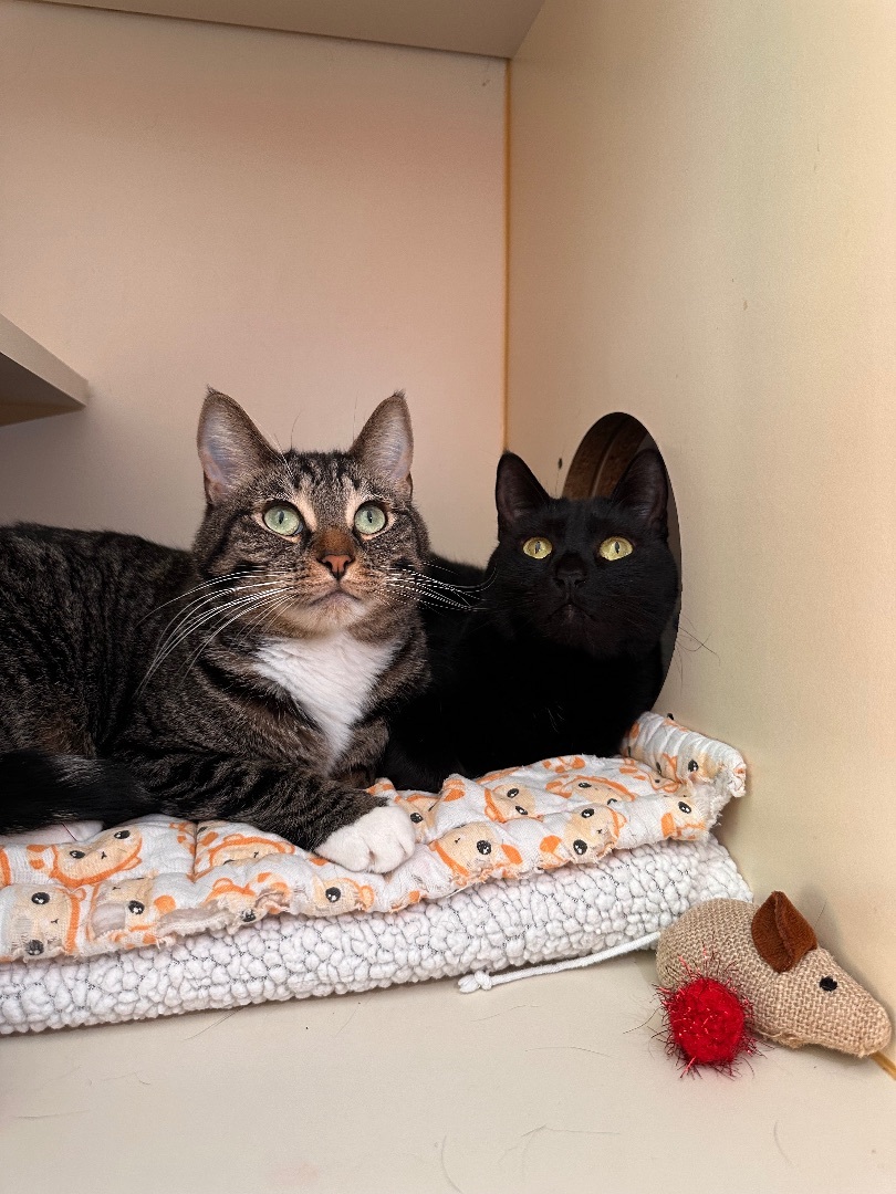 Enlarge Zhora , a Adoptable Domestic Short Hair in Los Angeles, CA image 1/3