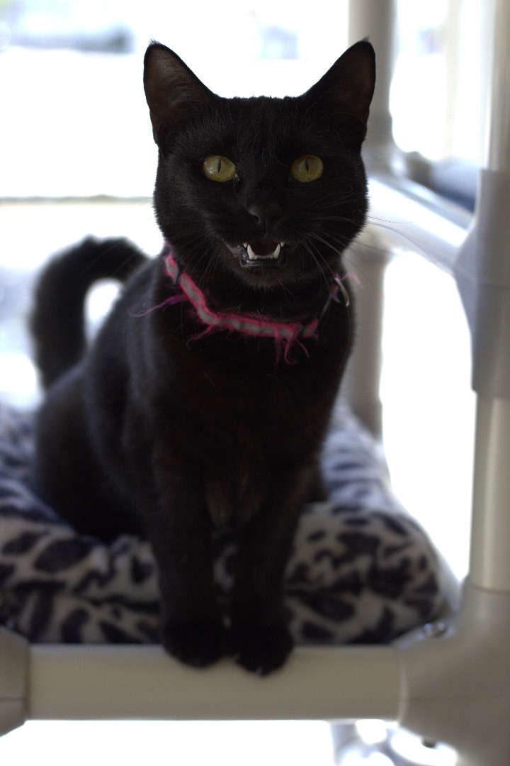 Enlarge Zhora , a Adoptable Domestic Short Hair in Los Angeles, CA image 2/3