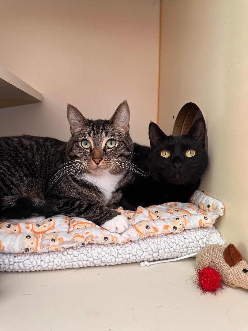 Enlarge Zhora , a Adoptable Domestic Short Hair in Los Angeles, CA image 3/3