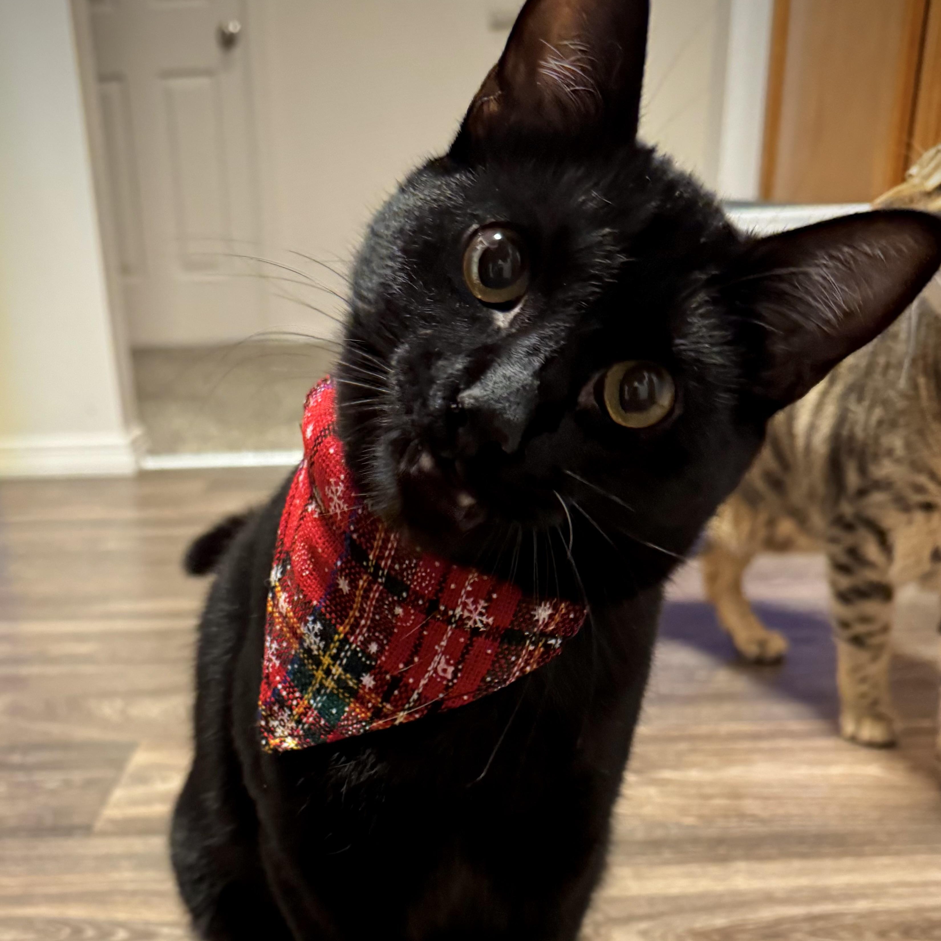 Enlarge Huckleberry, a ADOPTABLE Domestic Short Hair in Renton , WA image 3/6