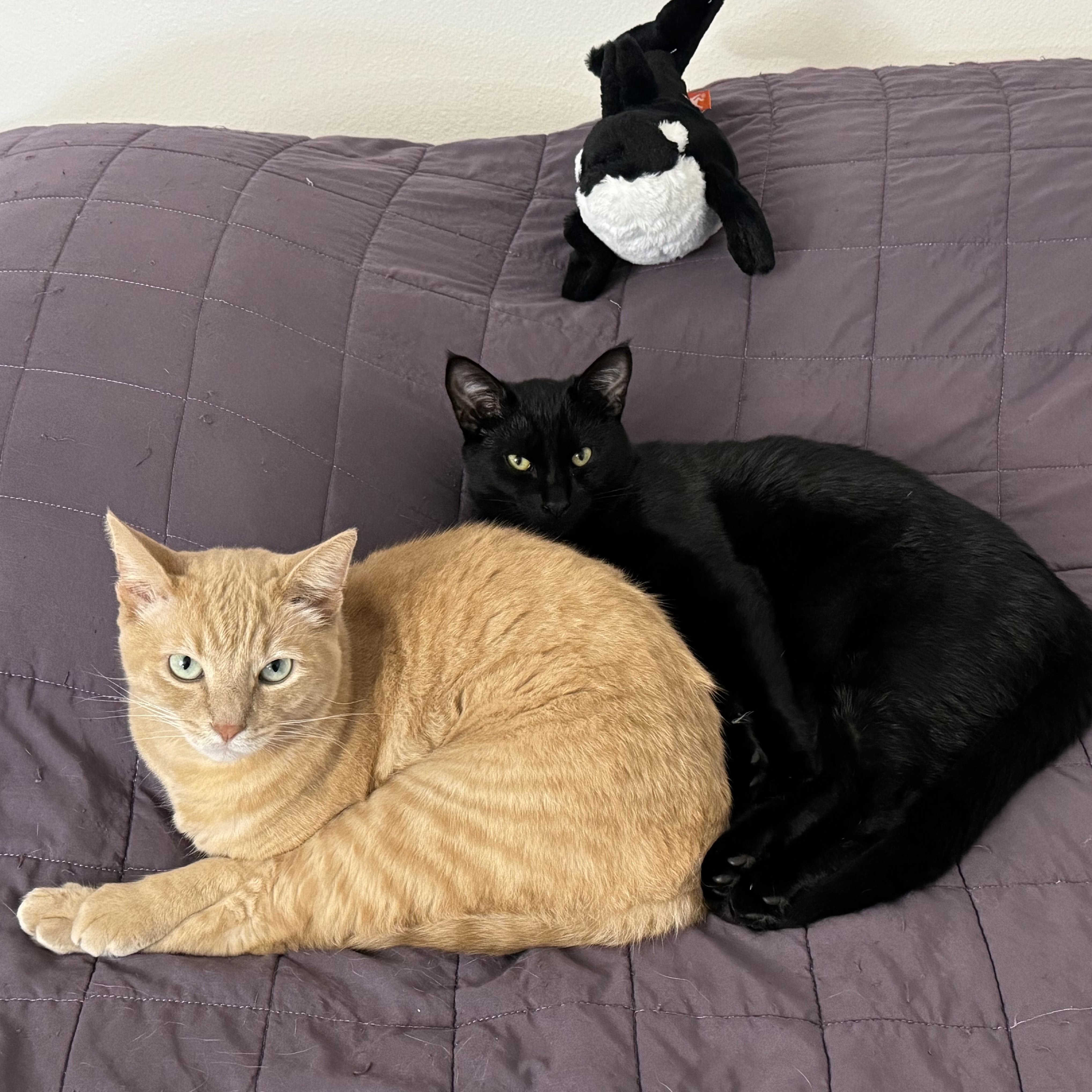 Enlarge Huckleberry, a ADOPTABLE Domestic Short Hair in Renton , WA image 6/6