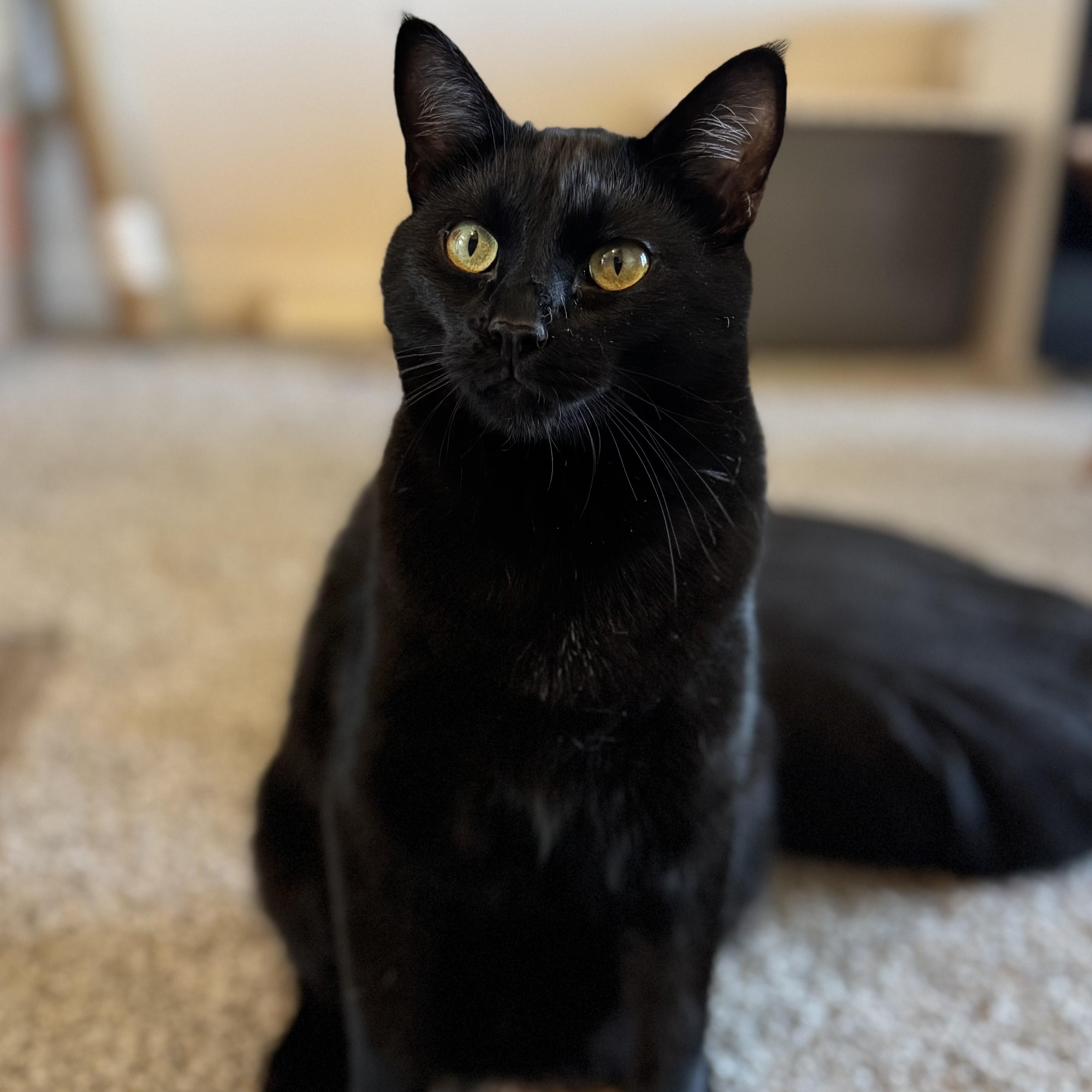 Enlarge Huckleberry, a ADOPTABLE Domestic Short Hair in Renton , WA image 2/6