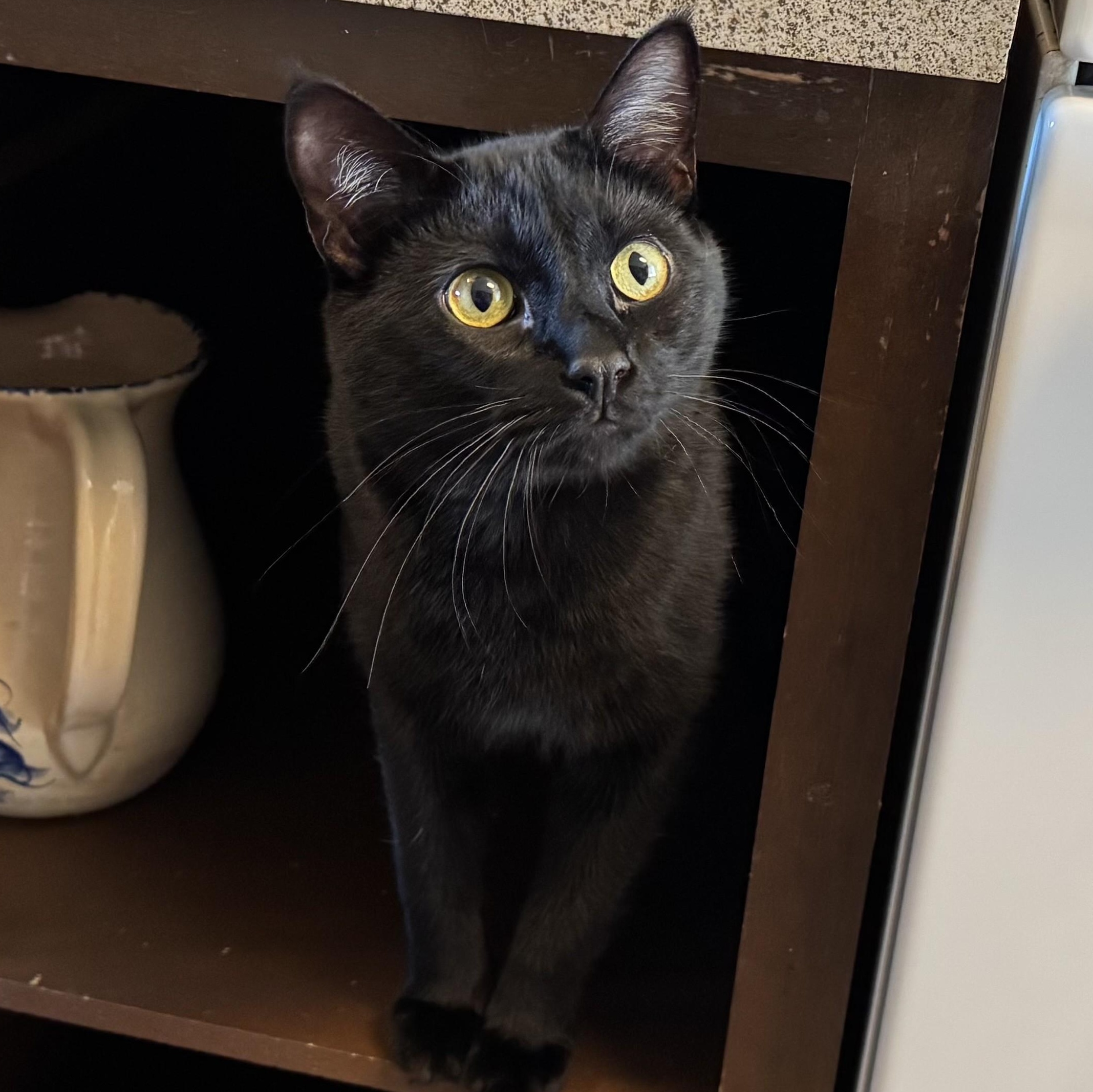 Enlarge Huckleberry, a ADOPTABLE Domestic Short Hair in Renton , WA image 4/6
