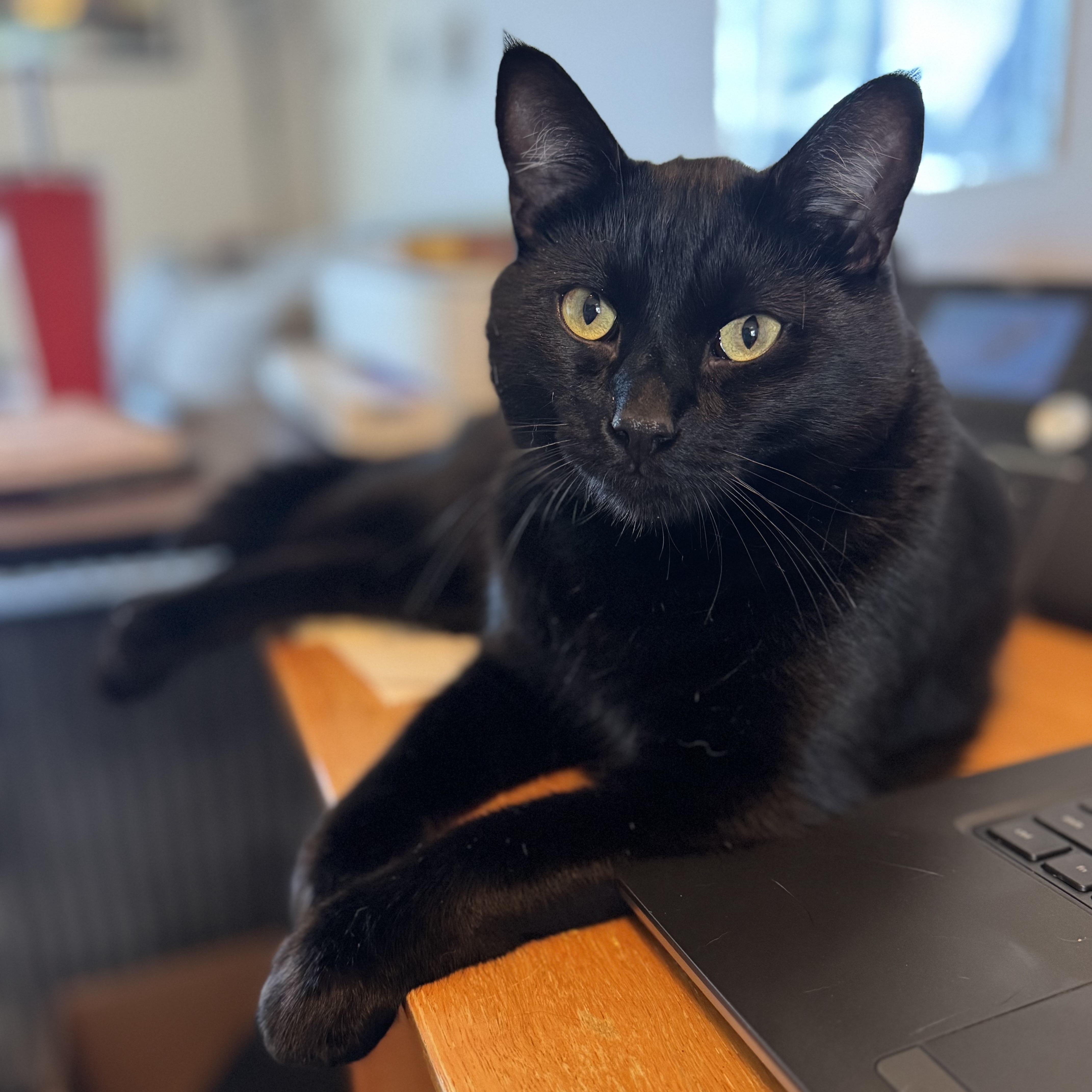 Enlarge Huckleberry, a ADOPTABLE Domestic Short Hair in Renton , WA image 1/6