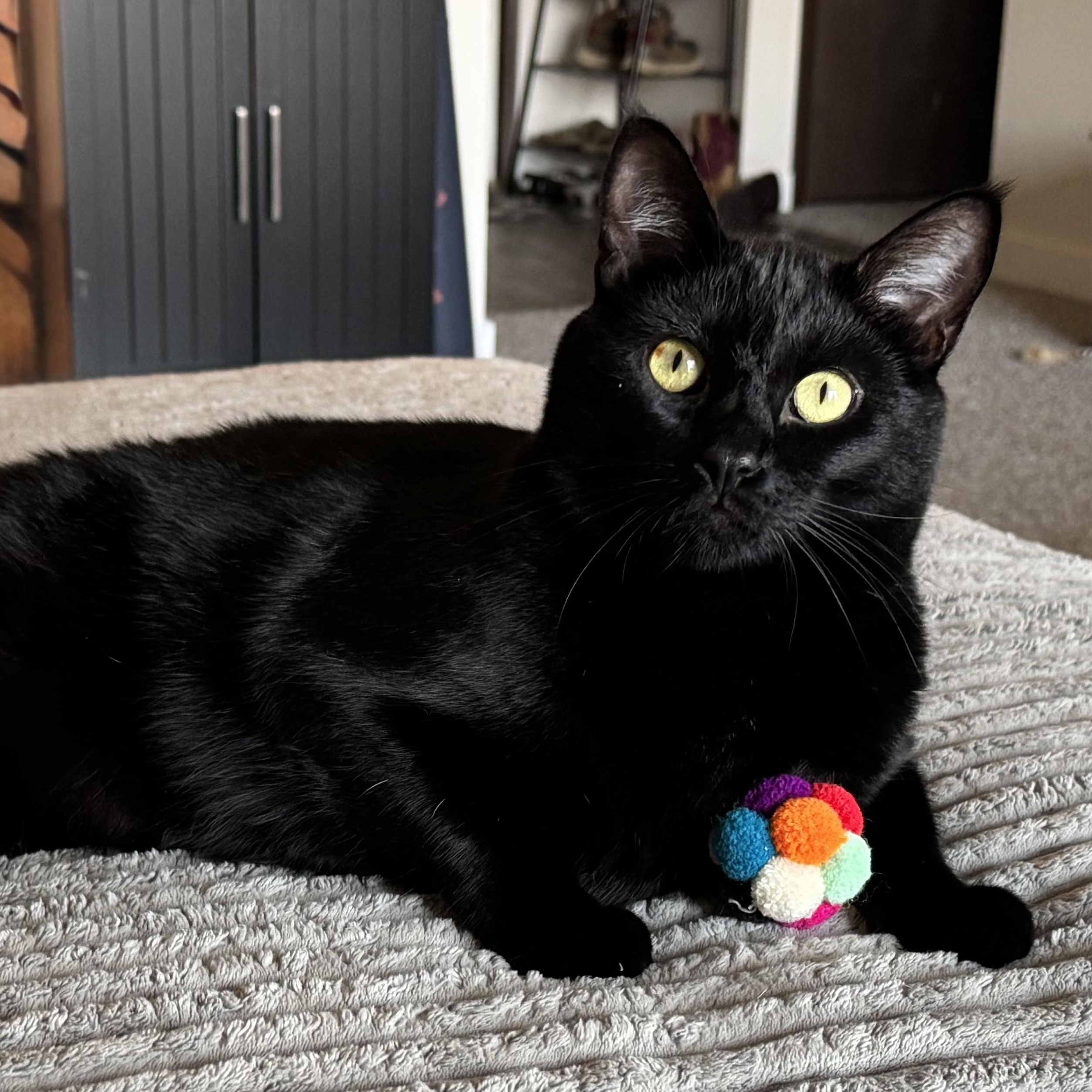 Enlarge Huckleberry, a ADOPTABLE Domestic Short Hair in Renton , WA image 5/6