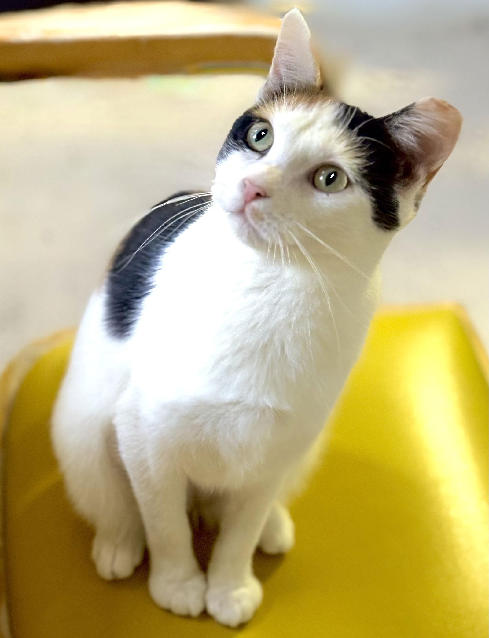 Enlarge Mavis, a Adoptable Calico in Flint Hill, VA image 1/3