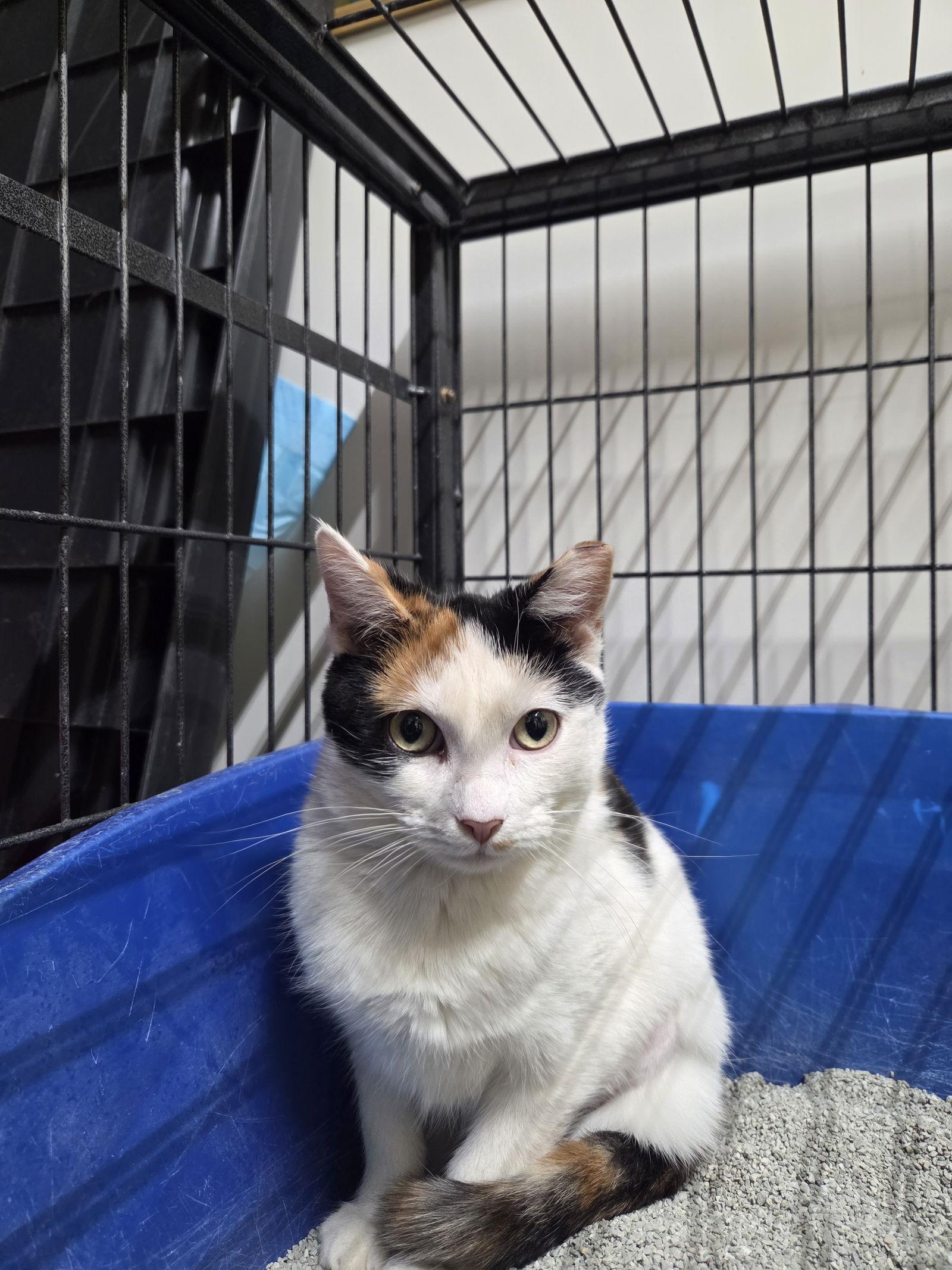 Enlarge Mavis, a Adoptable Calico in Flint Hill, VA image 1/2